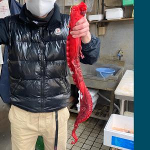 　酢だこ　北海道産　　約850-1000ｇ前後　一本物　大ダルを小分け　マダコもしくは水ダコ　送P100　3本迄同一送料