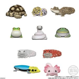 てのりフレンズ8 12個入りBOX