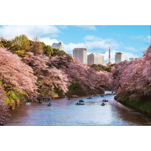 ジグソーパズル 日本風景 千鳥ヶ淵の花見桜 (東京) 1000ピース (10-1436) [やのまん]の商品画像