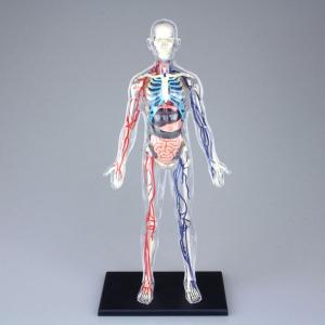 立体パズル 4D VISION 人体解剖 No.20 全身解剖スケルトンモデル（再販）[スカイネット]《取り寄せ※暫定》