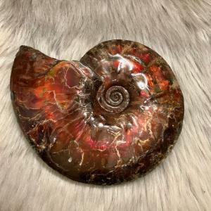 アンモライト超美品 稀少な化石宝石アンモライト・【14Kペンダントトップ】Korite社