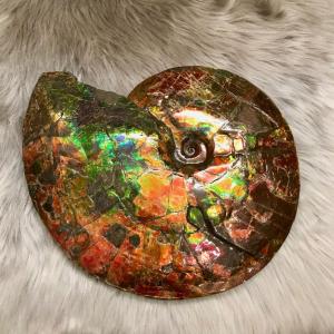 アンモライト超美品 アンモライト超美品