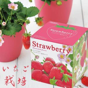 いちご イチゴ  種　栽培キット 栽培セット 家庭菜園
