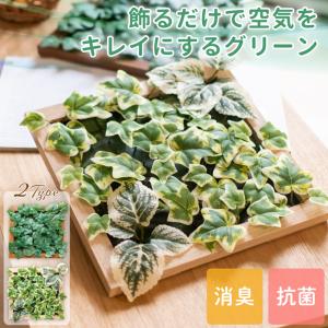 ニトリ（NITORI） フェイクグリーン 寄せ植え ガラスポット(グリーン