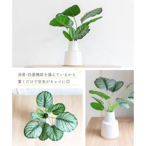 フェイクグリーン おしゃれ カラテア 観葉植物...の詳細画像3