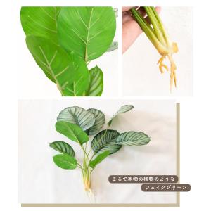 フェイクグリーン おしゃれ カラテア 観葉植物...の詳細画像4