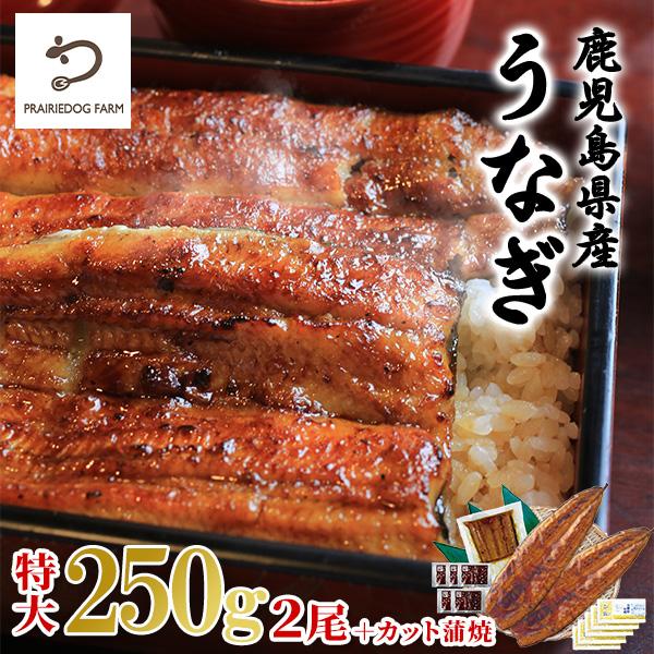 特大 国産 うなぎ (蒲焼き250g×2尾・カット80g×1) 鹿児島県産 うなぎ蒲焼セット PFU...