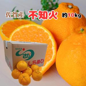 ”佐賀県産 不知火・しらぬい（デコポン）”約10kg弱 大きさおまかせ 訳あり 安心のクール便 母の日 香り ギフト 国産 フルーツ 果物 ご当地 限定 柑橘 みかん