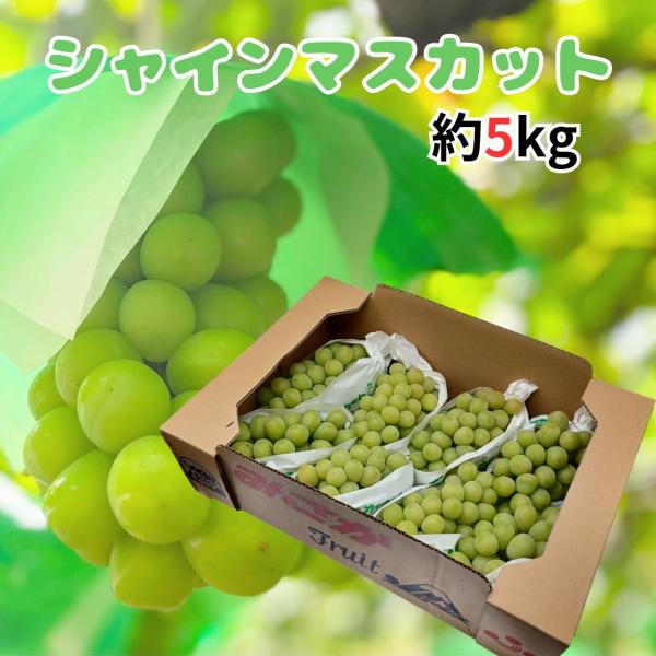 茨城県産 ”紅はるか” 大きさお任せ 約5kg さつまいも  【北海道・沖縄・離島以外送料無料】 焼...