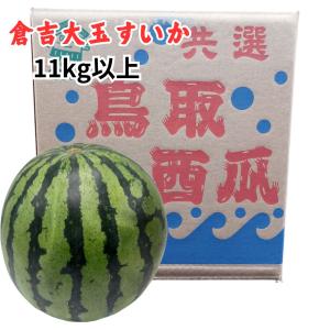 鳥取県産 ”倉吉すいか” 秀品 大玉 特サイズ 1玉 約11kg  贈呈 フルーツ 夏 西瓜 スイカ お中元 父の日 プレゼント ギフト