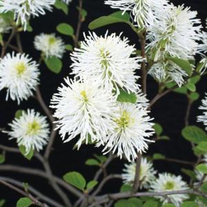 フォッサギラマヨール（シロバナマンサク）白花 小庭に 植木 庭木 苗木 花木 落葉低木｜andhouse