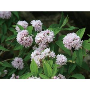 庭木 中木 花木 観葉植物 の商品一覧 花 ガーデニング 通販 Yahoo ショッピング