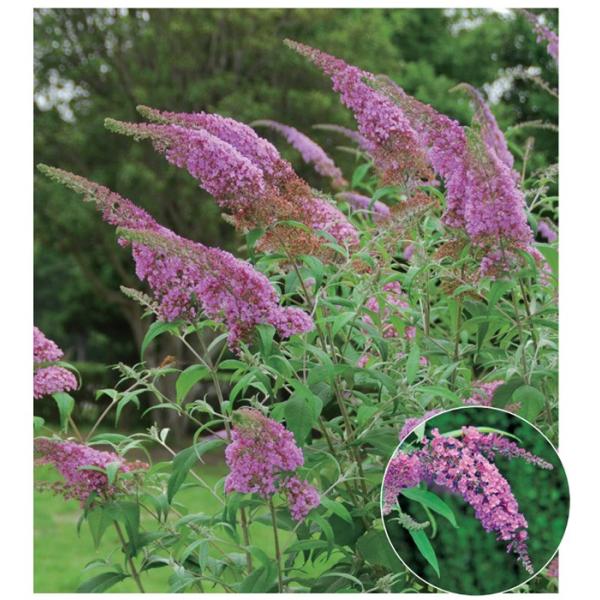 ブッドレア（フジウツギ）紫色花 香りよし 植木 庭木 苗木 落葉低木