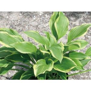 ギボウシ（擬宝珠）ホスタ・アンティオーク（大株） 外斑入り 植木