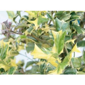 常緑低木 斑入り 常緑樹の植木 庭木 の商品一覧 苗木 植木 花 ガーデニング 通販 Yahoo ショッピング