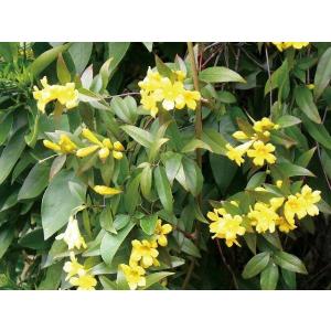 つる性 常緑 黄色 苗木 植木 の商品一覧 花 ガーデニング 通販 Yahoo ショッピング