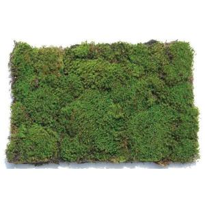 コケ・カモジ苔（カモジゴケ ネットマット） 緑の絨毯 ４枚セット 植木 庭木 苗木｜andhouse