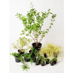 ドライ 日なた セットアップガーデン ハーブ 植木 苗 庭木 セット商品