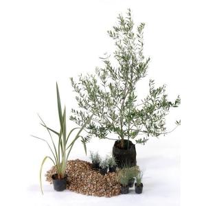 ドライ 日なた セットアップガーデン ハーブ 植木 苗 庭木 セット商品