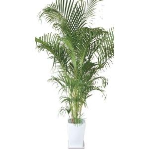 日陰 で 育つ 植物 常緑 低木の商品一覧 通販 Yahoo ショッピング