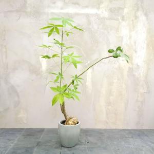 現物】観葉植物 フィカス アルテシマ 大型 ※配送近隣限定 3-0029 : and