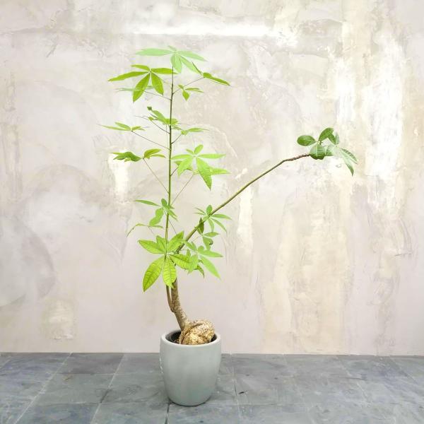 【現物】観葉植物 パキラ ※配送近隣限定