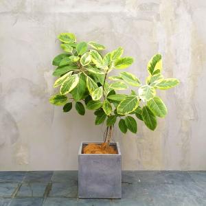 現物】観葉植物 フィカス アルテシマ 大型 ※配送近隣限定 3-0029 : and