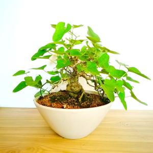 盆栽：馬の鈴草(ウマノスズクサ)現品* Aristolochia debilis bonsai