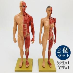 人体模型 筋肉解剖モデル 研究室用品 人間解剖図 11インチ 男性 女性 人間筋肉構造モデル 模型 スキンカラー