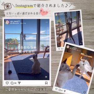 猫じゃらし おもちゃ 自動 吸盤 ねこ ネコ ...の詳細画像1