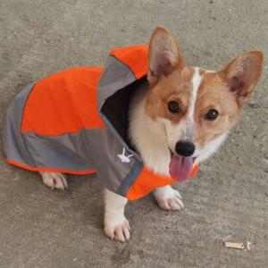 犬 レインコート 中型犬 大型犬 ポンチョ 犬...の詳細画像1