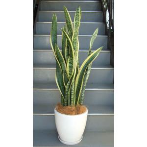 サンスベリア　大きいので指定の取引場所まで来られる方限定。 観葉植物 特大 サンスベリア コンクリート風大型スクエア鉢ブラック