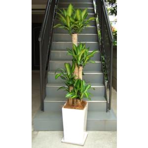 観葉植物 特大 サンスベリア 樹脂製特大鉢クリアブラック 開店祝 開業