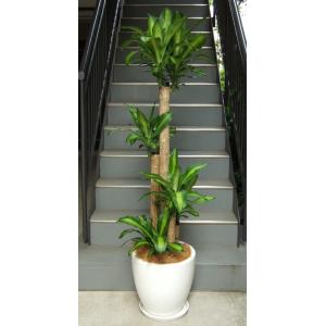 観葉植物 特大 サンスベリア 樹脂製特大鉢クリアブラック 開店祝 開業