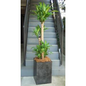 特大モンステラ 観葉植物 特大 モンステラ 大型ホワイトスクエア鉢ファイバーグラス