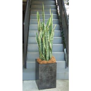 観葉植物 特大 モンステラ 大型ホワイトスクエア鉢ファイバーグラス