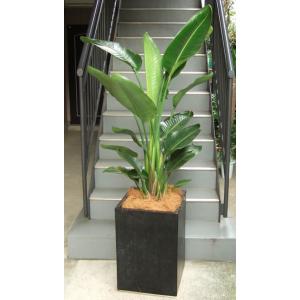 観葉植物 特大 モンステラ コンクリート風大型スクエア鉢ブラック 開店