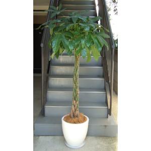 観葉植物 大型 パキラ 10号2L 鉢カバータイプ陶器鉢W19 開業祝 開店祝