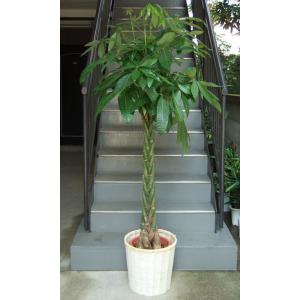 観葉植物 ストレリチア・オーガスタ 10号 インテリア鉢カバー