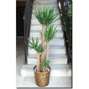 観葉植物 大型 パキラ 10号 2L 鉢カバー付き : アンジェリックFS