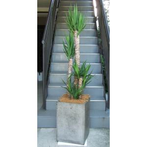 特大モンステラ 観葉植物 特大 モンステラ 大型ホワイトスクエア鉢ファイバーグラス