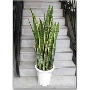 観葉植物 特大 サンスベリア 樹脂製特大鉢クリアブラック 開店祝 開業