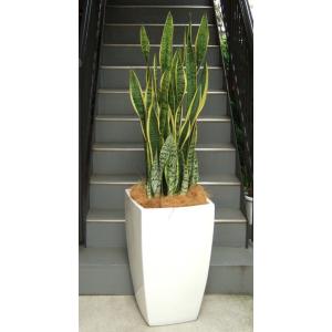 観葉植物 特大 サンスベリア 樹脂製特大鉢クリアブラック 開店祝 開業
