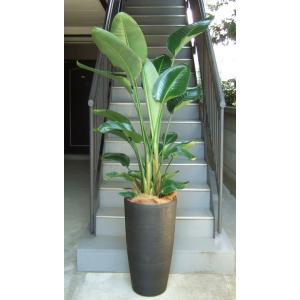 観葉植物 特大 サンスベリア 樹脂製特大鉢クリアブラック 開店祝 開業