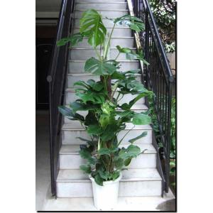 観葉植物 モンステラ7号陶器鉢L(白) 高さ約80cm mons07-003 大型 開店