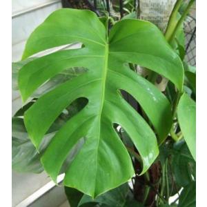 観葉植物 大型 モンステラ 10号 鉢カバー付...の詳細画像1