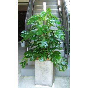 モンステラ　特大 観葉植物 特大 モンステラ 大型ホワイトスクエア鉢ファイバー