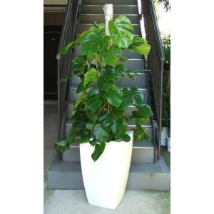 観葉植物 特大 モンステラ コンクリート風大型スクエア鉢