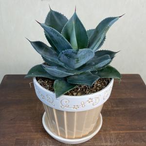 小型観葉植物 アガベ ピグマエア ドラゴン トウス 鉢皿付陶器鉢S13