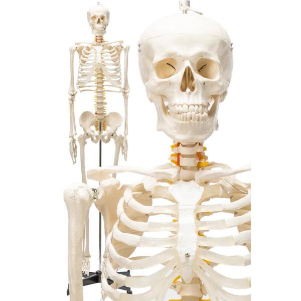 【国際規格認証品】等身大 人体模型 170cm 神経根有り 全身骨格模型 骨格標本 骸骨模型 人骨模...